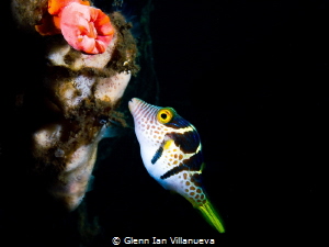 This is a photo of a puffer fish featured in the cute und... by Glenn Ian Villanueva 